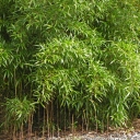 Bamboo in Hama-rikyu Teien, Tokyo